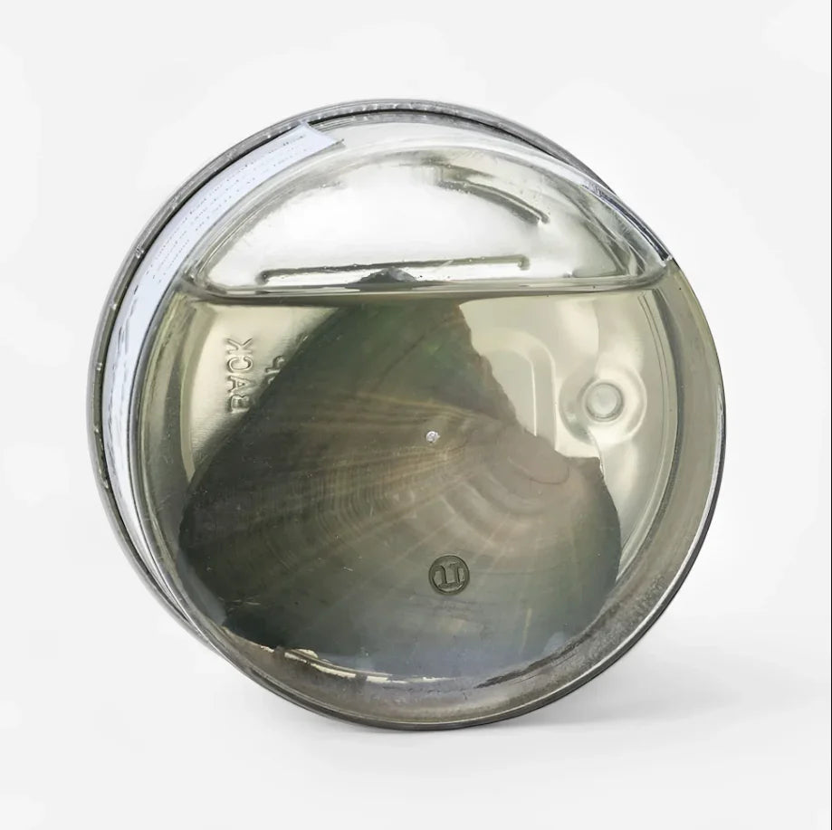 Abra uma ostra genuína e descubra uma pérola única com significado especial. Kit com pérola, colar e pingente. Surpresa, emoção e presente perfeito!